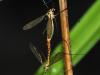 Nephrotoma flavescens